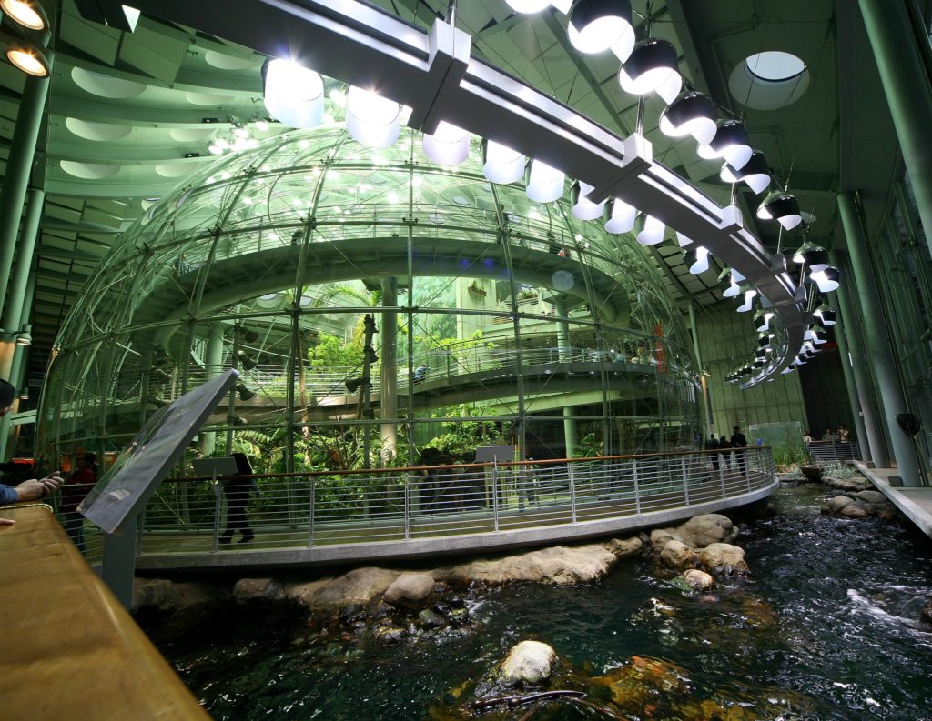 rain forest dome at California Academy of Sciences