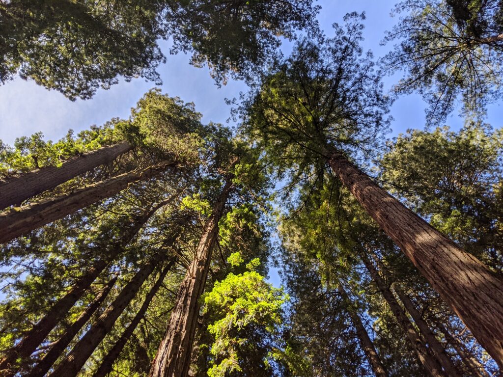 Muir Woods. Photo by Jonathan Saleh